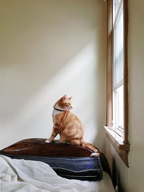 Cat Looking Out Window By Stocksy Contributor Kevin Russ Stocksy