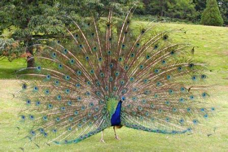 Download now 20 jenis burung langka di indonesia gambar dan penjelasan. Hewan langka yang ada di Indonesia...!!! | Flora dan Fauna