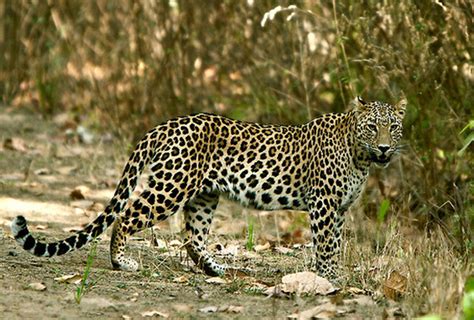 Top 10 Wildlife Sanctuaries And National Park In India Indian Holiday