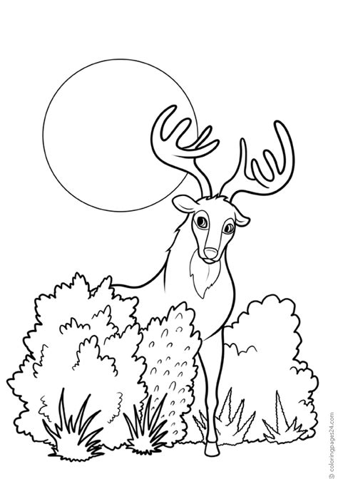 animal coloring pages books    printable