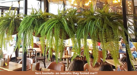 Hanging Fern Baskets In Cool Cafe Interior Gardens