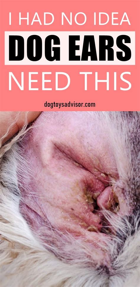Baby smelly and crusty behind ears. How to Clean Your Dog's Ears At Home | Dog grooming ...