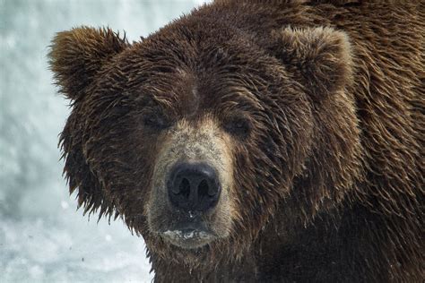 Portrait Of A Brown Bear Smithsonian Photo Contest Smithsonian Magazine