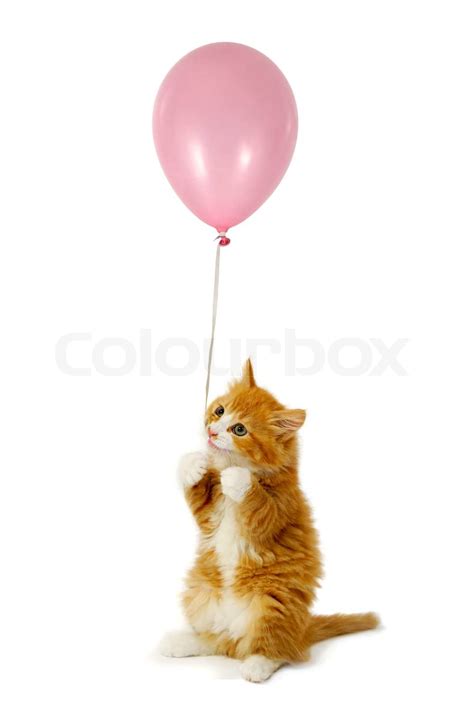 Kitten And Balloon Stock Image Colourbox