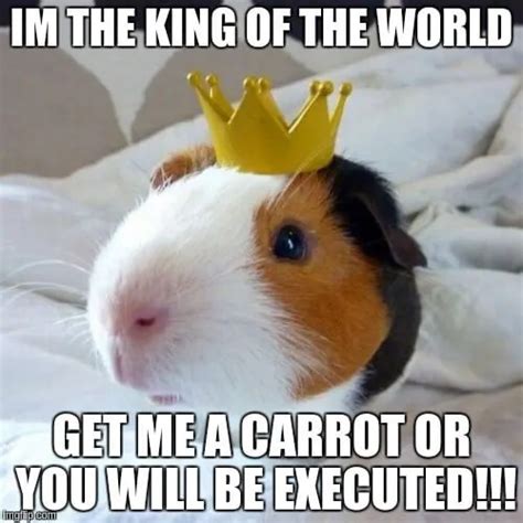 Guinea Pig Memes That Will Make You Laugh Merry About Town