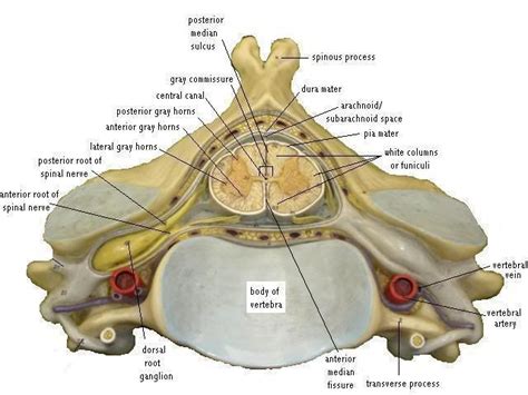 Spinal Cord Anatomy Vertebral Artery Spinal Cord