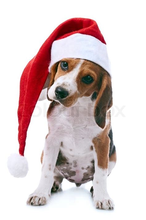 Beagle Puppy In Santa Red Hat Over White Background Stock Photo