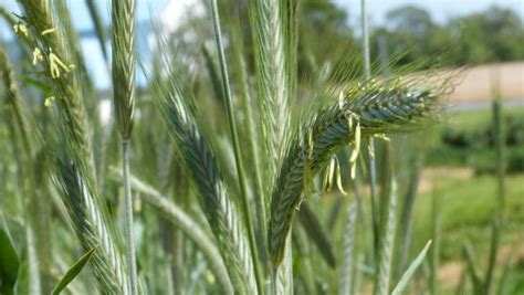 Winter Rye As A Cover Crop 2 Strategies Tending My Garden