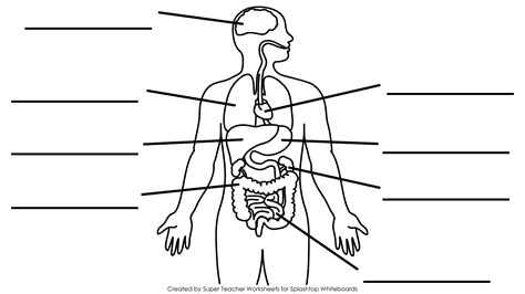 Continue with more related things like printable muscle worksheet, the endocrine system and male reproductive system worksheet answers. Human Body Organs Unlabeled Diagram - Human Anatomy