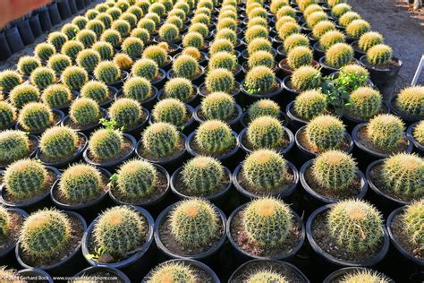 Check Out This Cactus Farm In Arizona And Have A Prickly Good Time