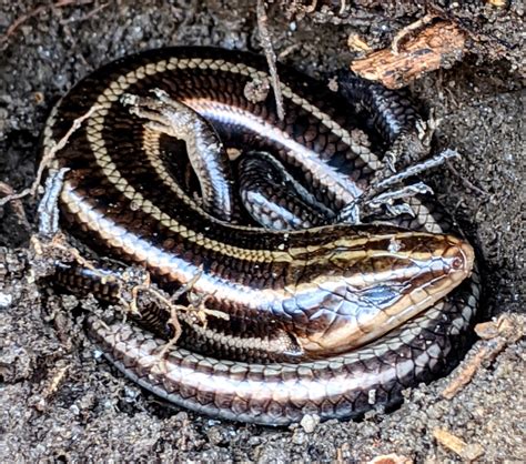 Common Five Lined Skink From White Oak Md Usa On December 24 2019 At