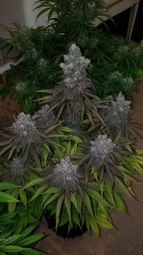 Purple Afghan Kush About To Be Harvested Microgrowery