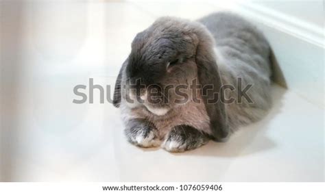 Holland Lop Rabbit Laying Down House Stock Photo 1076059406 Shutterstock