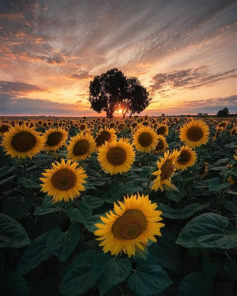 Un Atardecer Con Girasoles 🌻 Sunflower Wallpaper Sunflower