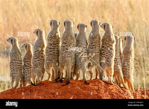 Meerkat South Africa Stock Photo Alamy