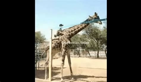 Drunk Guy Tries To Ride A Giraffe At The Zoo Doesnt Go Well Whiskey