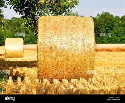 Yellow Bail Hay Straw Agriculture Hi Res Stock Photography And Images