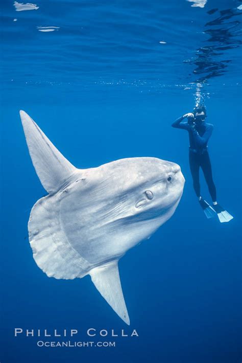 Ocean Sunfish With Videographer Open Ocean Mola Mola San Diego