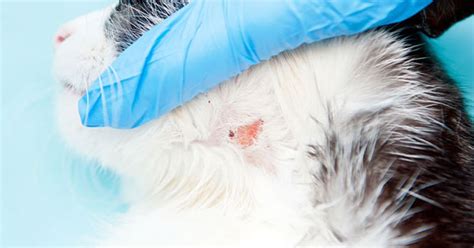 The parasites can hitch a ride inside from dogs or humans who spend time outdoors. Skin Troubles Part 2: Treating Flea Bites, Hot Spots, Acne ...