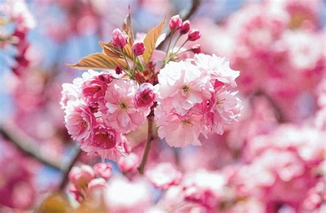Fleur De Sakura Les 10 Plus Beaux Cerisier Japonais Fleuris Japan