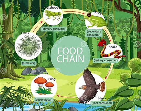 Food Chain Diagram Concept On Forest Background Stock Vector