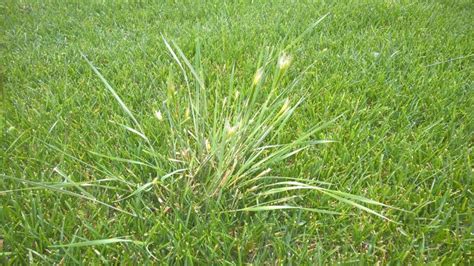Identifying Two Invading Grasses In Nd Kbg ™ Lawn Care