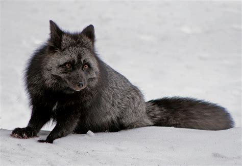 15 Fascinating Melanistic Animals 15 Pics Amazing Creatures