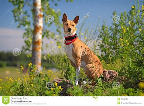 Basenjis Dog Sit Stock Photo Image Of Summer Field 25872154
