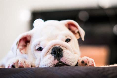 Best English Bulldog Puppy Treats - English Bulldog Tips