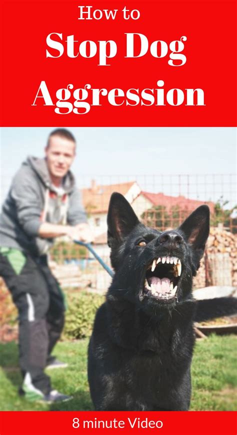How To Stop Dog Aggression In This Short Video You Will Learn How To