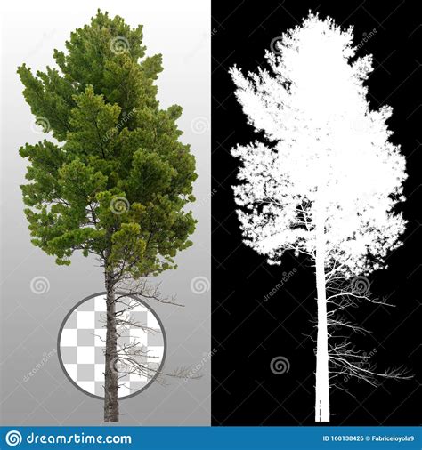 Cutout Tree Green Leaved Tree Isolated On White Background Deciduous
