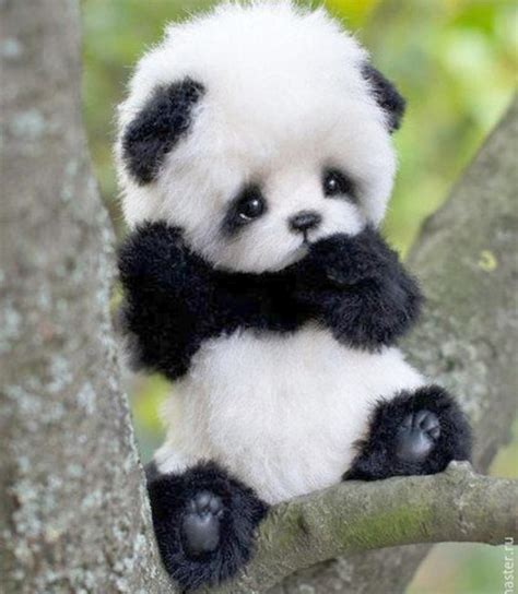 Info Terpopuler Cute Panda Images