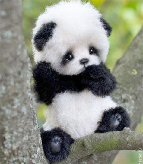 Cute panda : aww