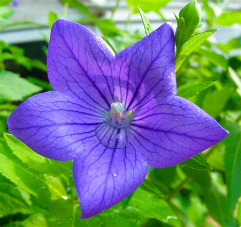 Purple Star Flower By Ticklemeimsexy On Deviantart