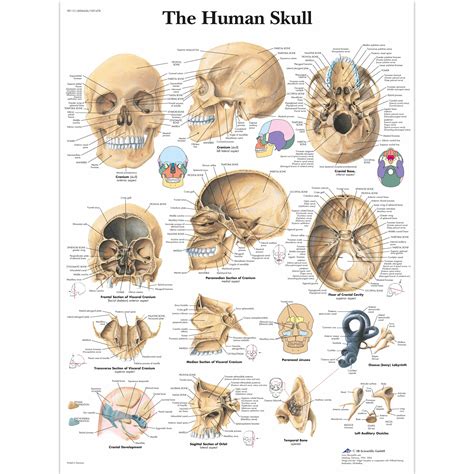 Human Skull Anatomy Poster 24 X 36 Ph