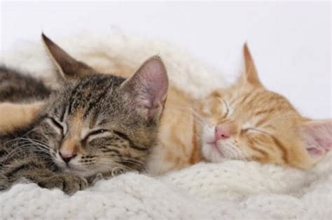 How To Tell Male Or Female Kitten Many Cat Owners Often Wonder How To