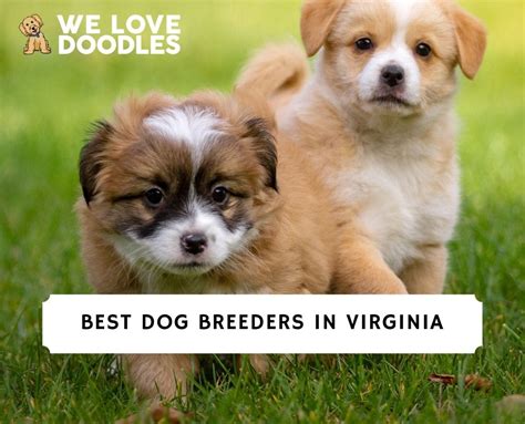 11 Best Dog Breeders In Virginia 2023 We Love Doodles