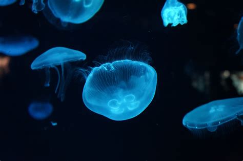 Free Images Sea Jellyfish Blue Invertebrate Aquarium Cnidaria