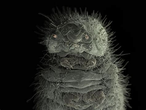 Hidden World Of Microscopic Life Revealed In Extraordinary Pictures