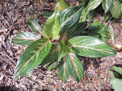 Plantfiles Pictures Chinese Evergreen Philippine Evergreen Pink