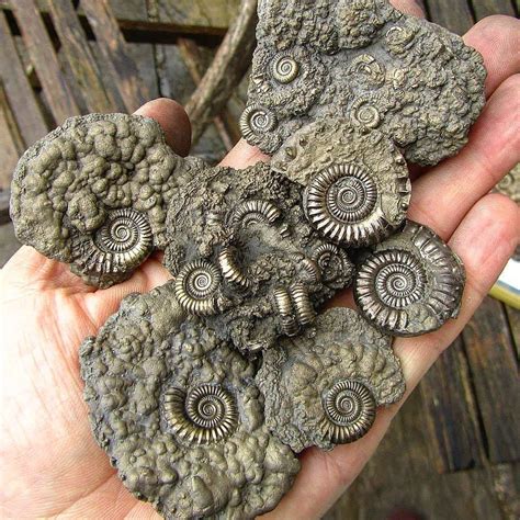 A Gorgeous Specimen Of Beautiful Golden Pyrite Ammonite Fossils From