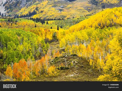 Autumn Aspens Colorado Image And Photo Free Trial Bigstock