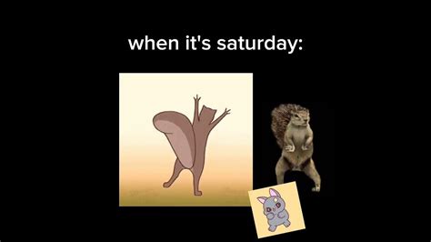 When Its Friday Vs Saturday Vs Sunday Dancing Squirrels And Cats Nice