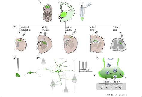 Gabaergic Interneuron Transplants To Study Development And Treat