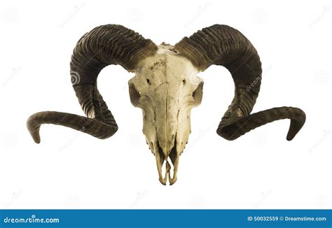 Ram Skull With Big Horns Isolated On White Stock Photo Image 50032559