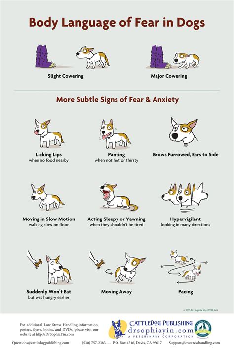 How To Introduce Dogs Safely And Successfully