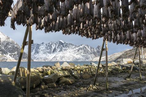 Stockfish Hanging In The Winter In Reine Lofoten Islands Norway