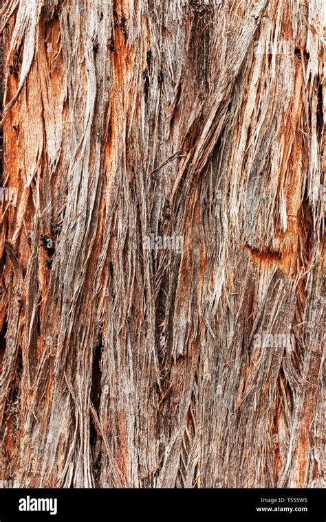Orange And Brown Stringy Bark Tree Shedding Its Outer Layers Stock Photo