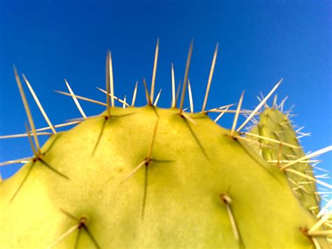 141220072309 Macro Shot Of A Cactus In Sierra Norte Just Flickr