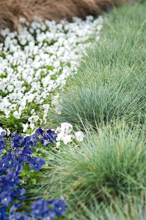 Buddy Blue Fescue Ornamental Grass Seeds Perennial Flower Seeds